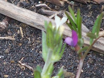 Un''altra piccola Vicia  - Vicia cfr.lathyroides